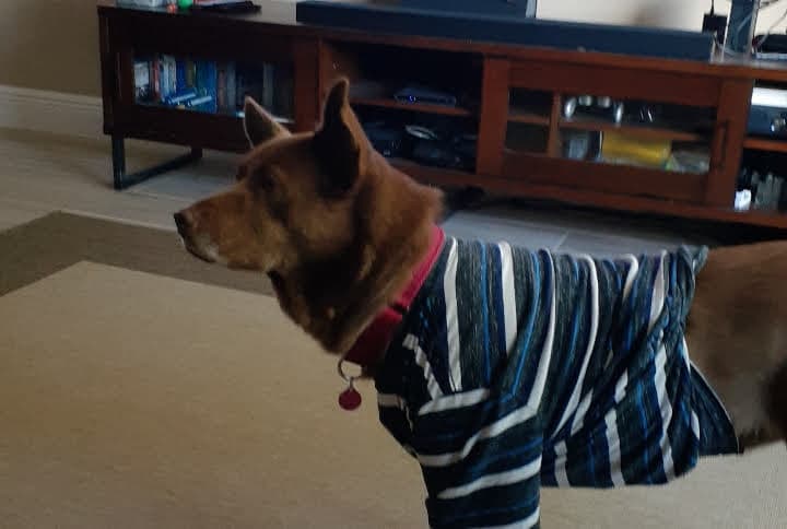 kelpie
