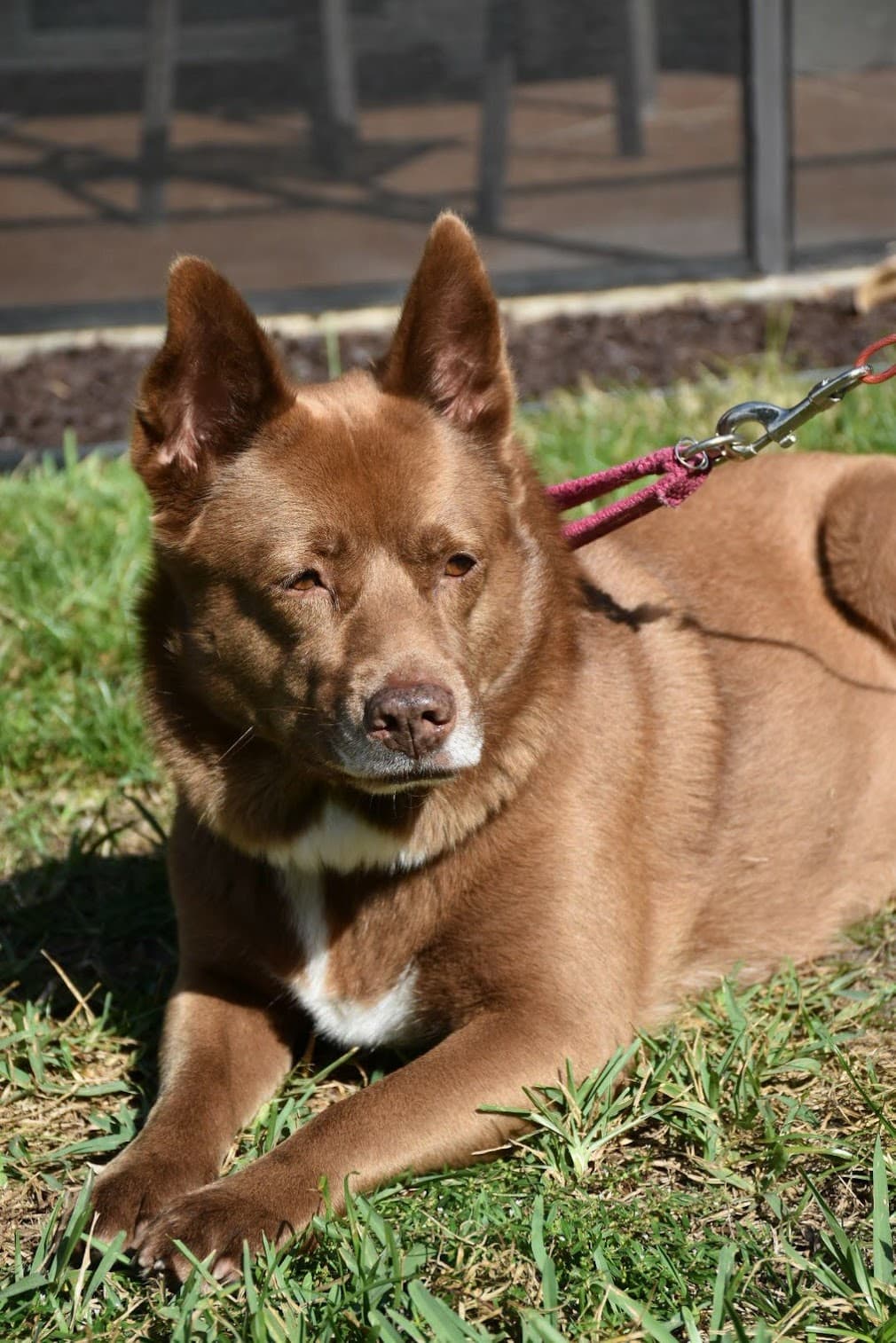 kelpie