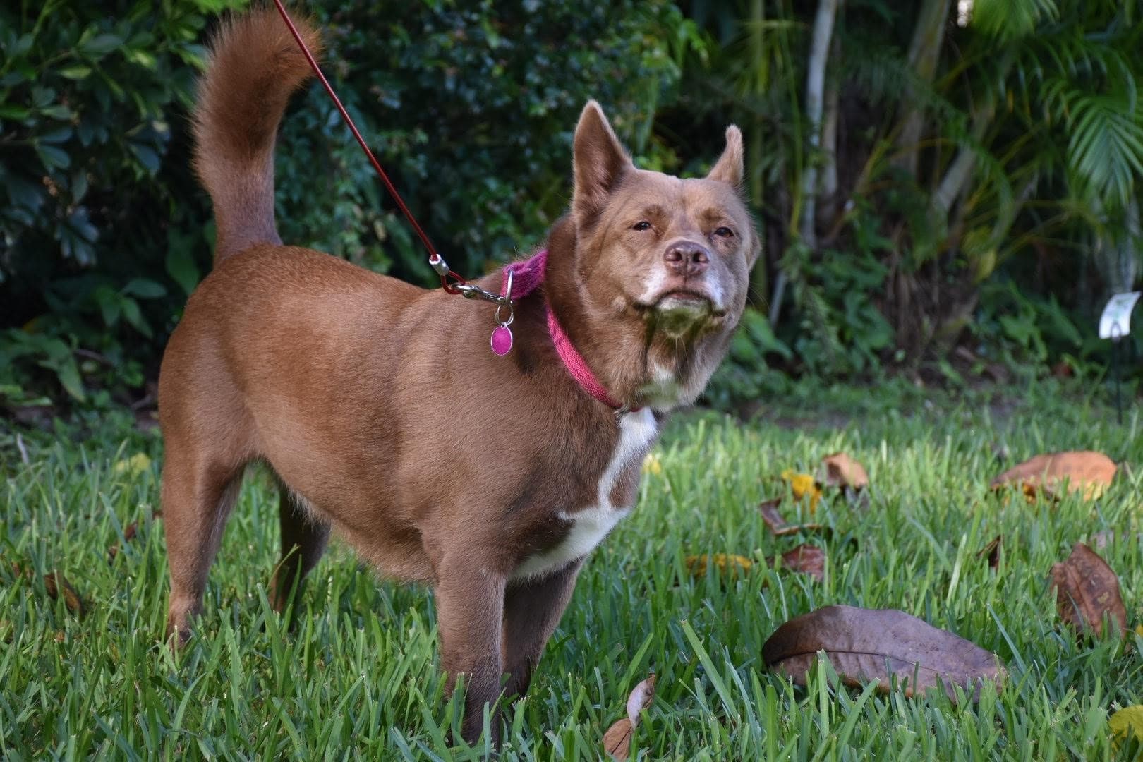 kelpie