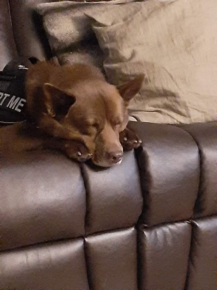 kelpie