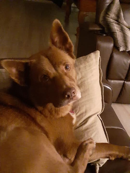 kelpie