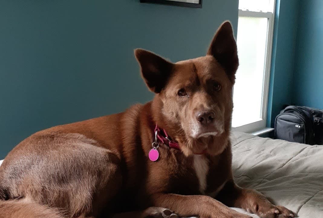 kelpie