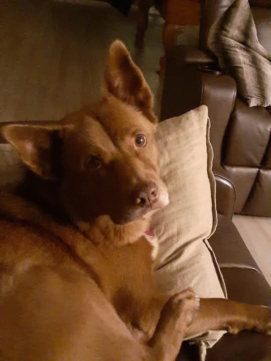 kelpie