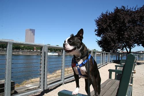 boston
