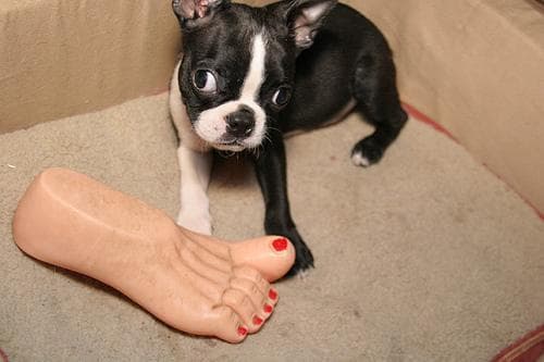 bulldog