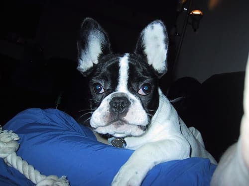 bulldog