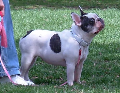 french