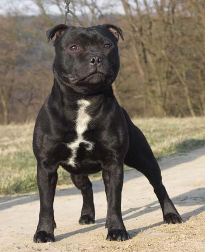 staffordshire