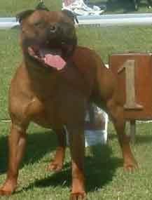 staffordshire