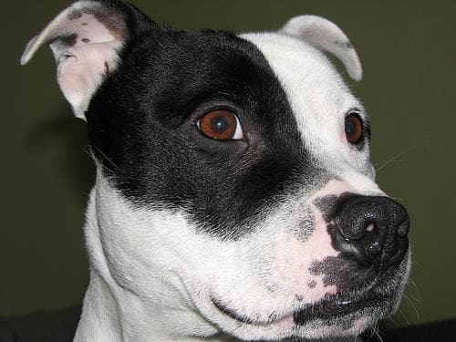 staffordshire