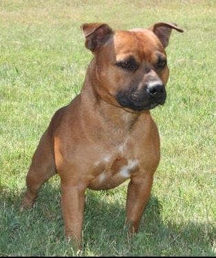 staffordshire