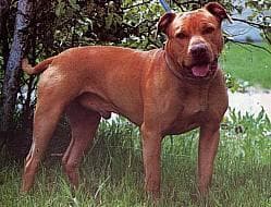 staffordshire