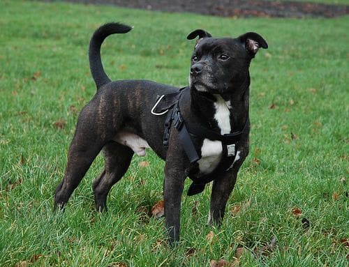 staffordshire