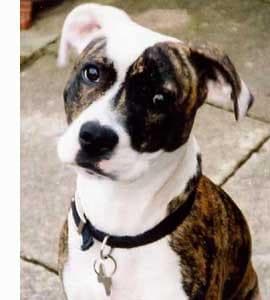 staffordshire