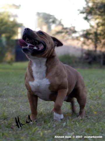 staffordshire