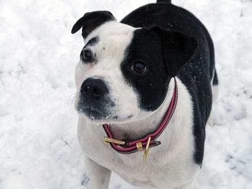 staffordshire