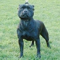 staffordshire