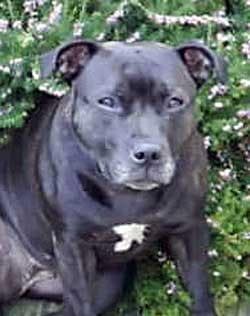 staffordshire