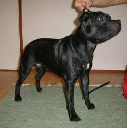 bullterrier