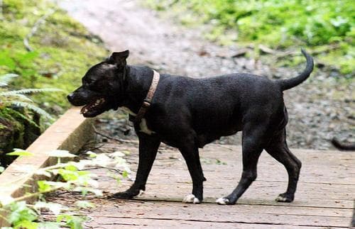 staffordshire