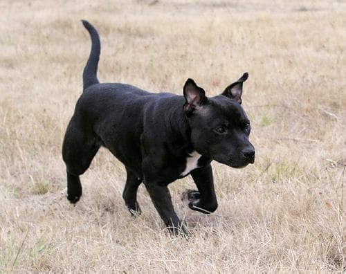 staffordshire