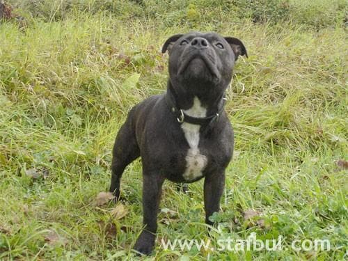 staffordshire