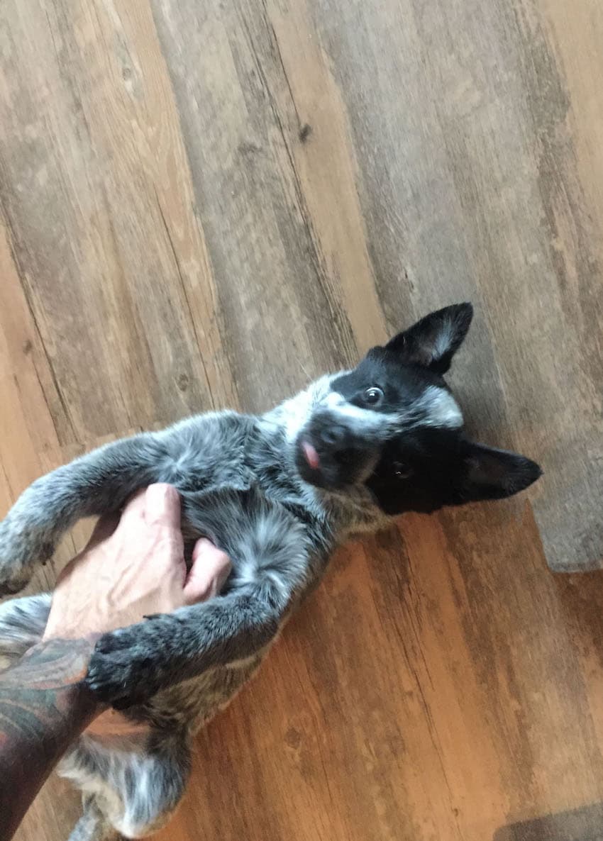 australian