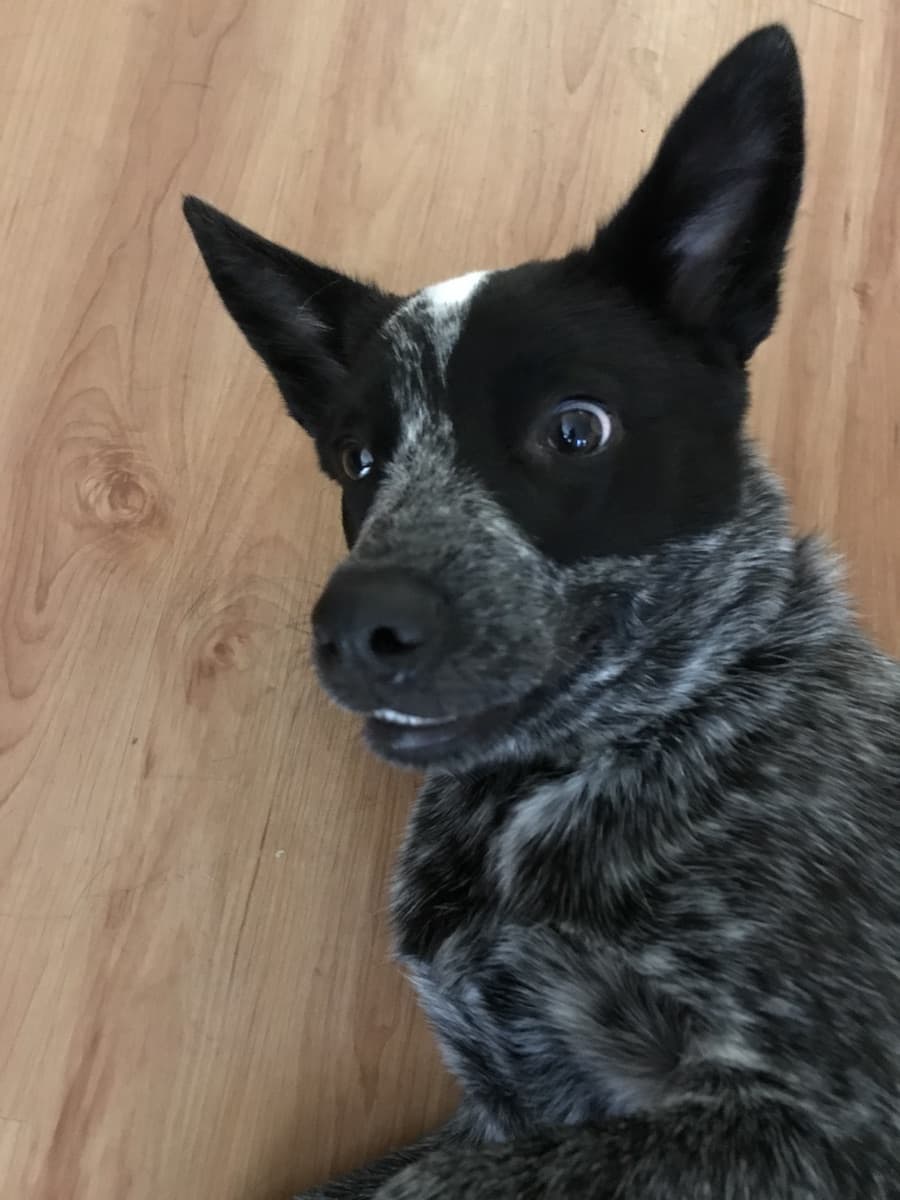 australian
