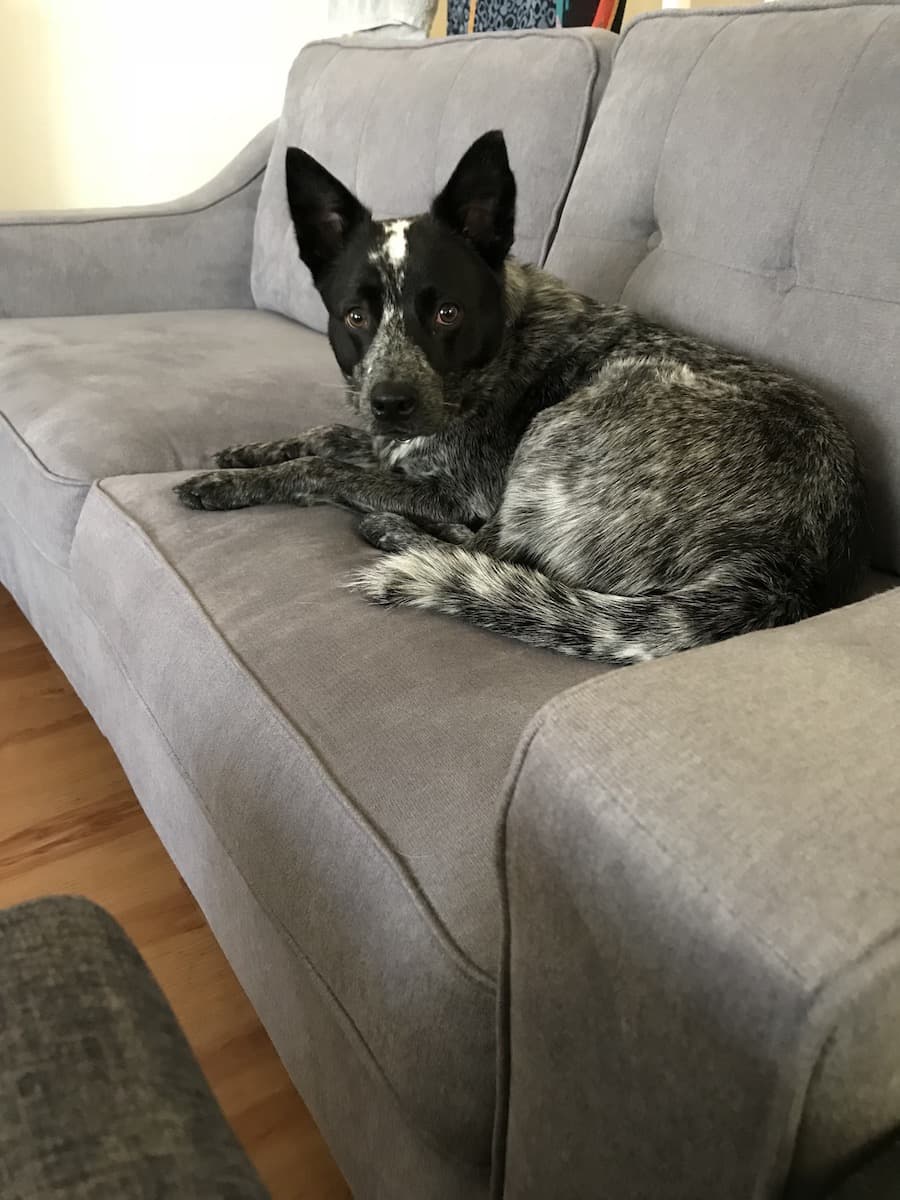australian