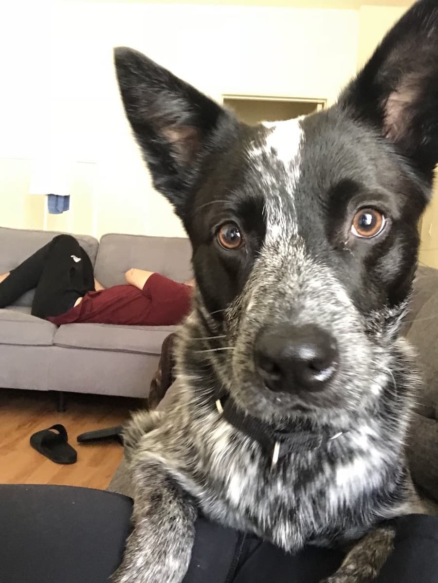 cattledog