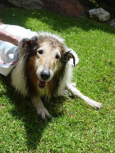 collie