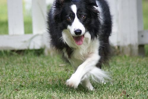 collie