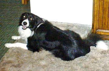 collie