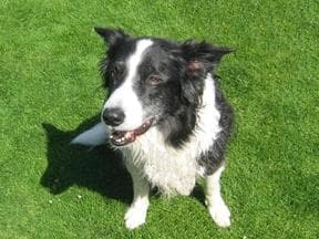 collie