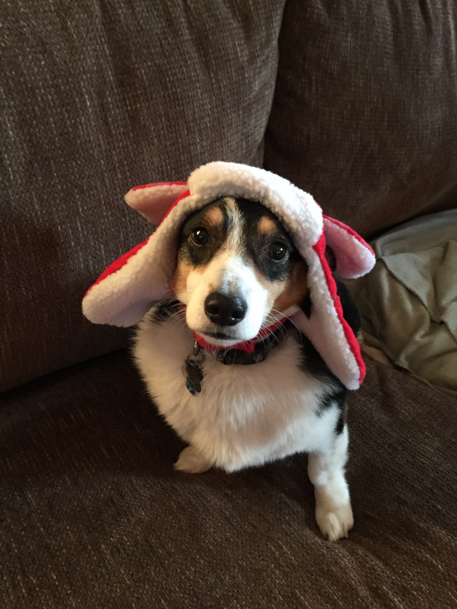 corgi