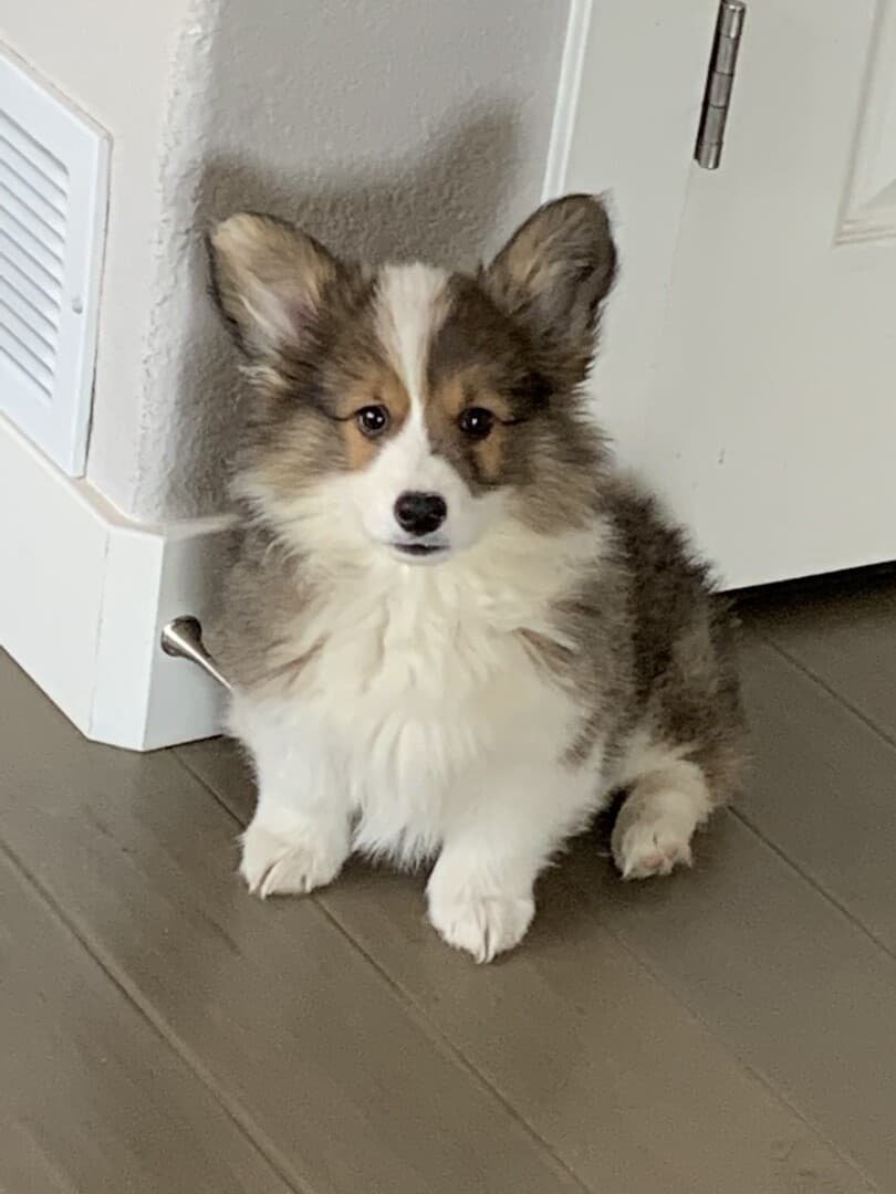 corgi