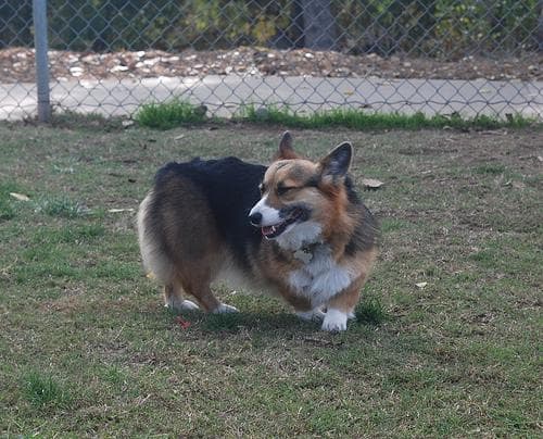 corgi