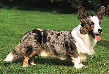 corgi
