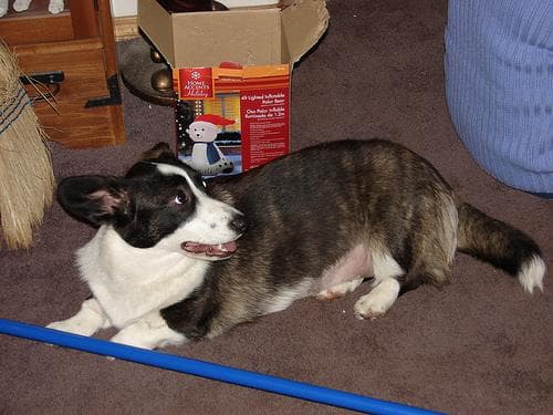 corgi