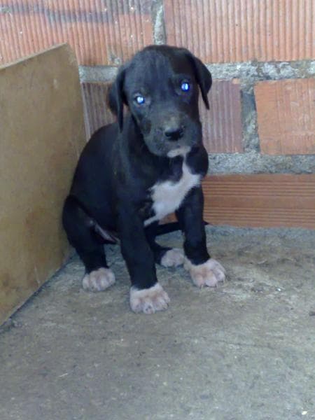 dane