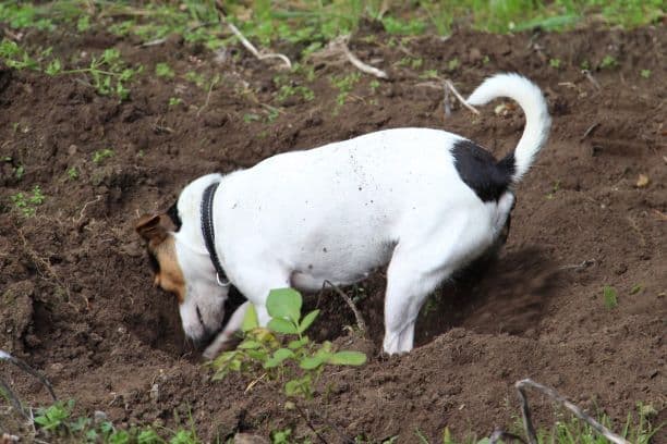 farmdog