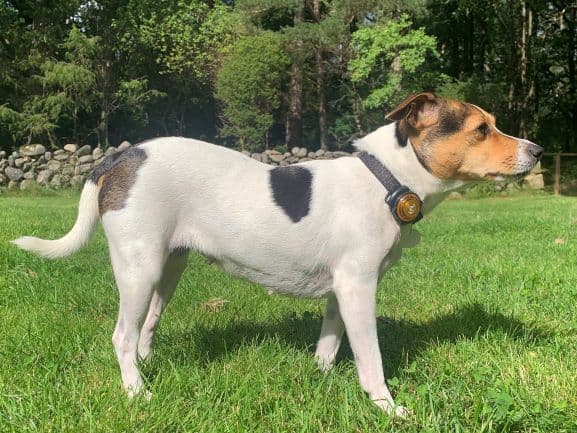 farmdog