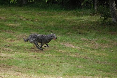 deerhound