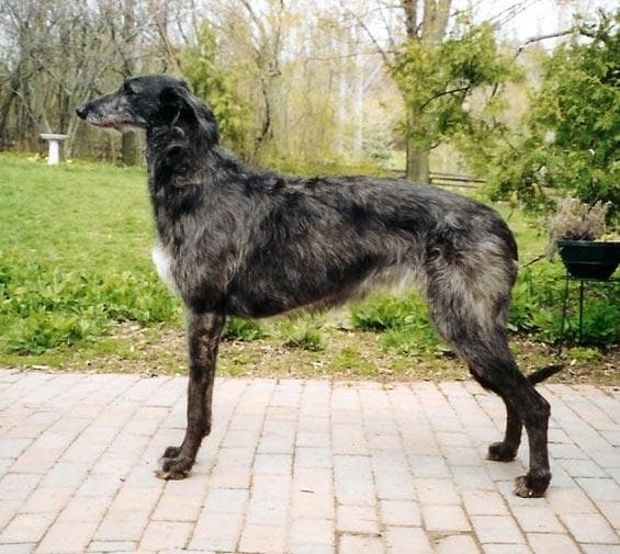 deerhound