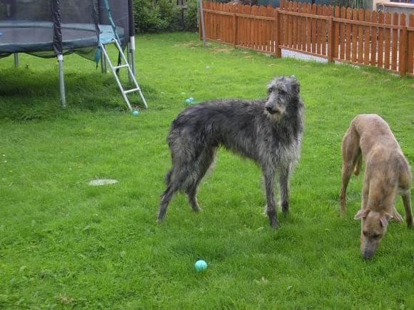 deerhound