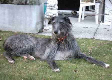 deerhound