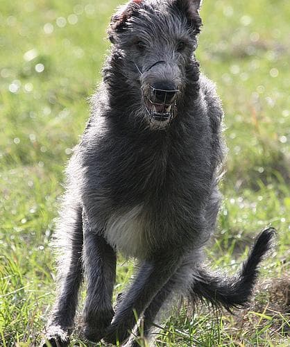 deerhound