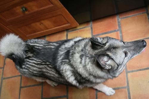 elkhound