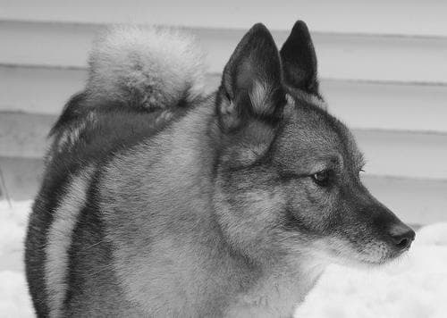 elkhound