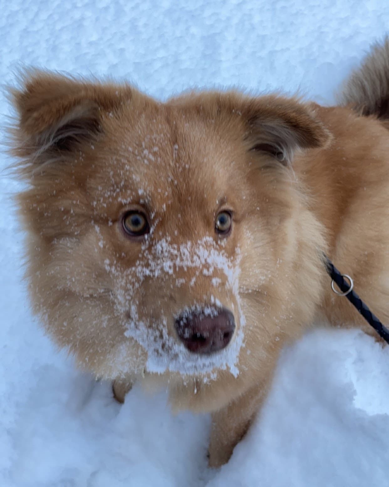 lapphund